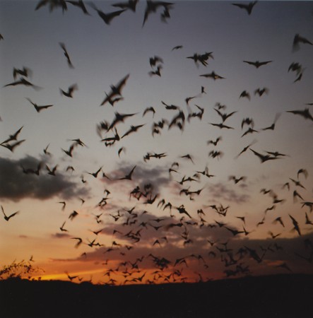 Jeremy Deller, Exodus, 2013